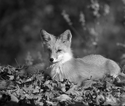 Old Soldiers Bert Davies