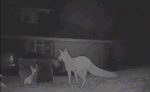 Fox, Cat and Mirror