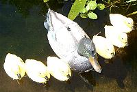 Duck with ducklings