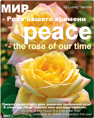 The Peace Rose