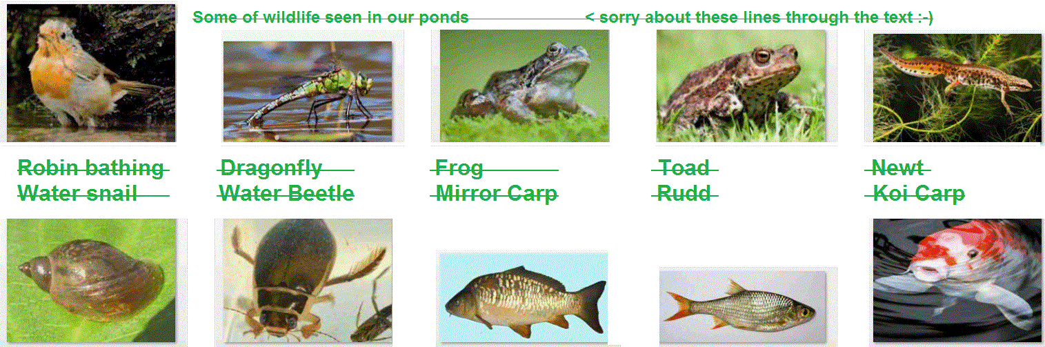 Pond Life