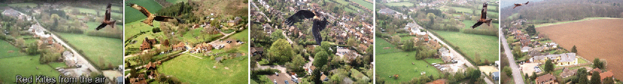 Filming Red Kites from the Air