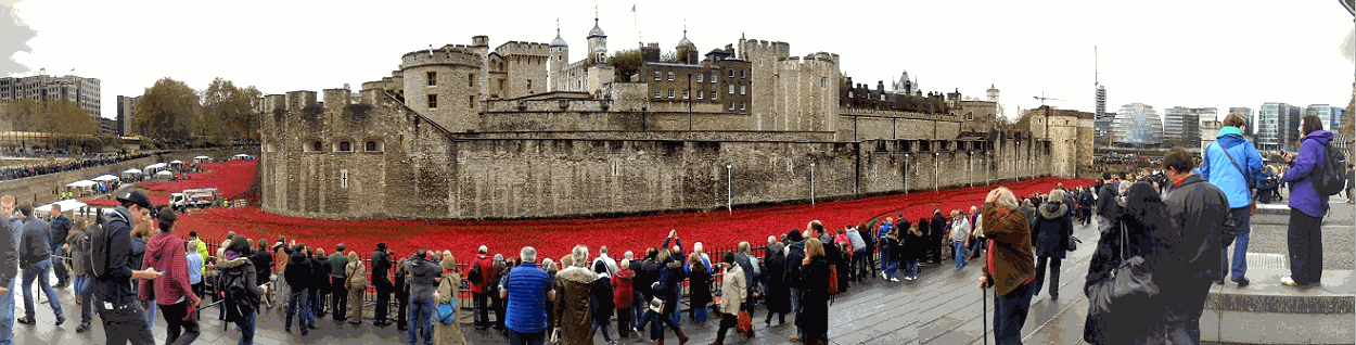 Red poppy