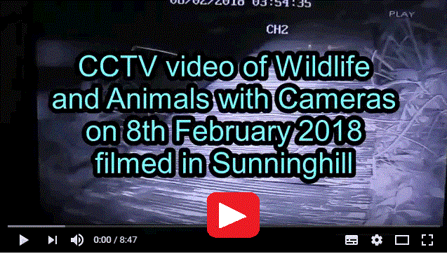 Video of Wildlife on CCTV and Animals with Cameras