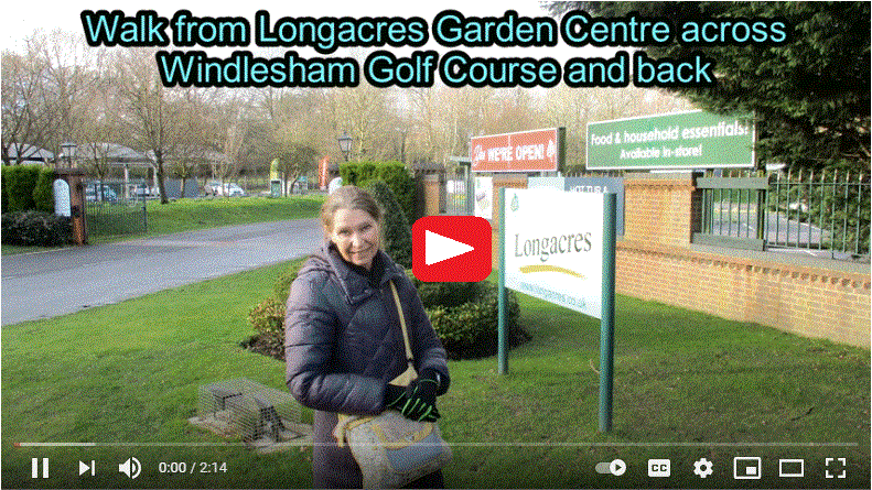 Longacres and Windlesham Golf