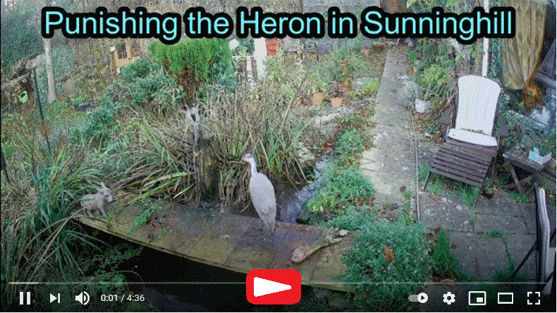 Video of Punishing the Heron catching Mice in Sunninghill