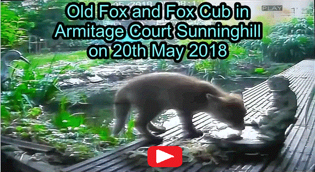 Old Fox and Fox Cub in Armitage Court Sunninghill
