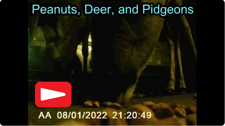 Peanuts, Deer, Foxes, Pidgeons on CCTV and AA Dashcam