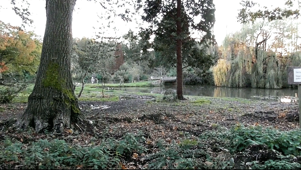 walk in 2020 in Windlesham Arboretum