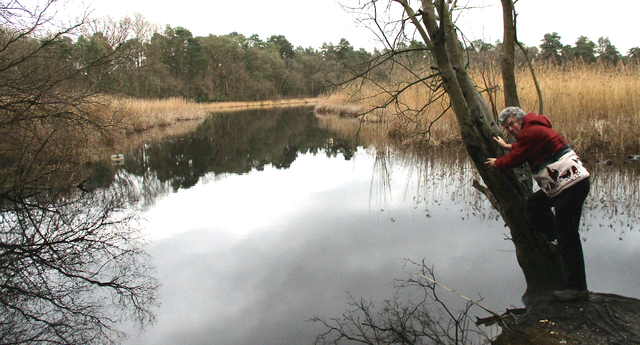 Walk around Englemere Pond then Swinley Woods